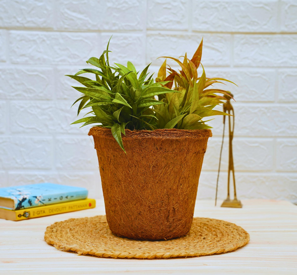 Coconut Fibre Green Straps