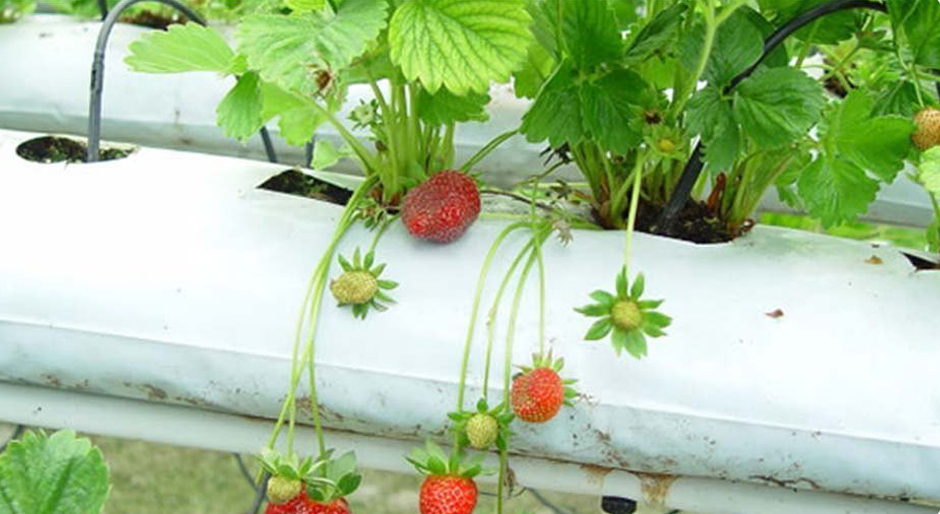 Coco Grow Bags & Open Top Mix