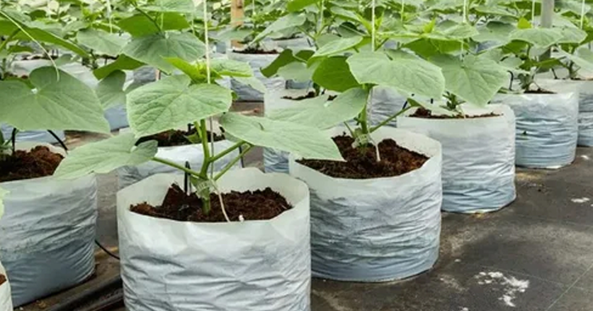 Open Top Grow Bags