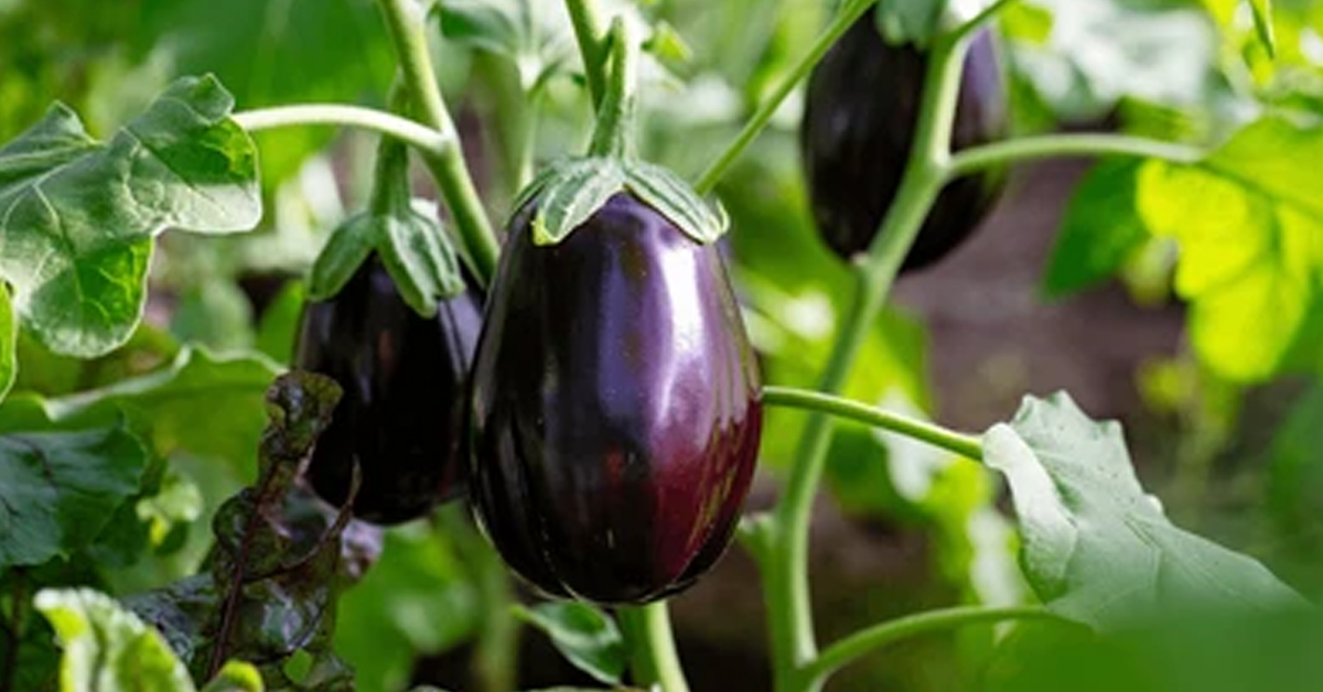 Aubergines Grow Bags