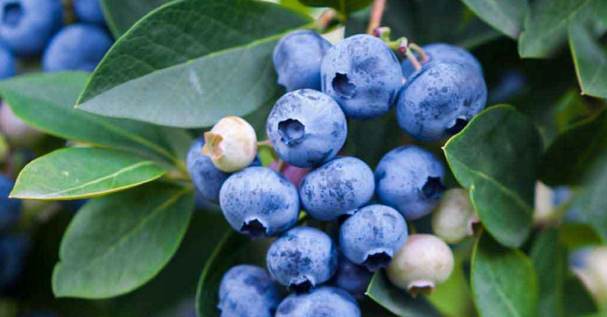 Blueberries Grow Bags