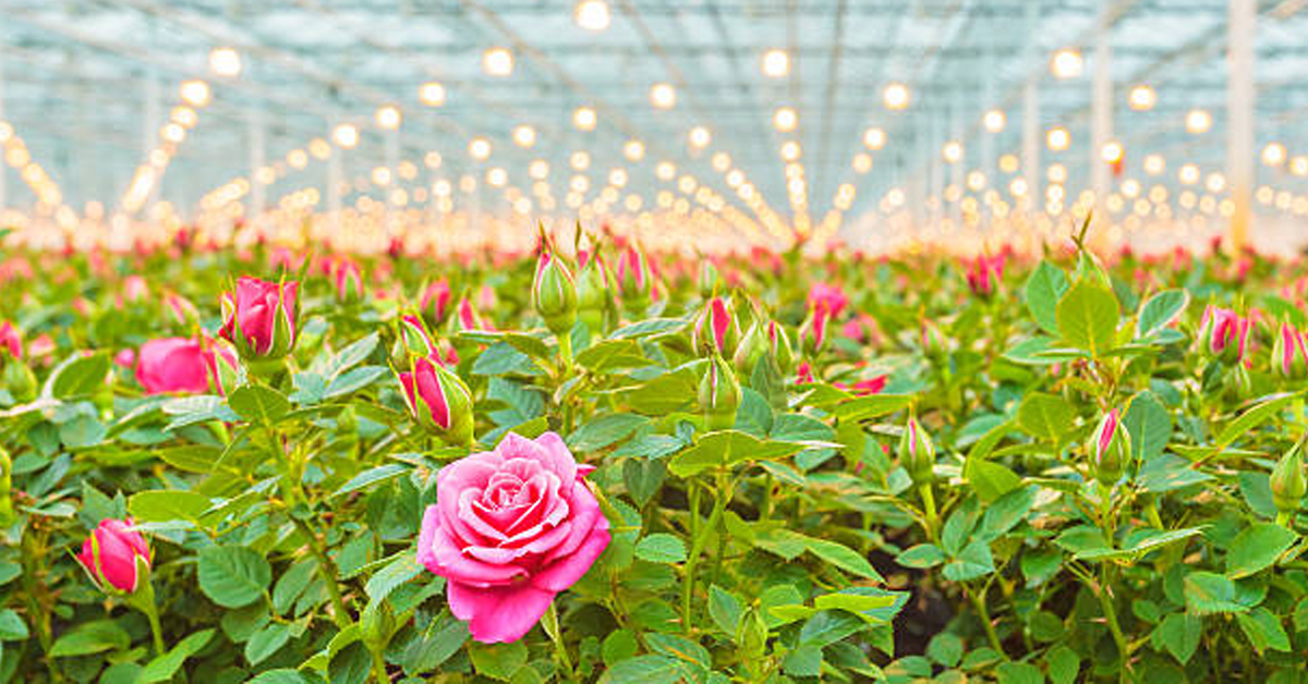 Roses and Flowers Grow Bags