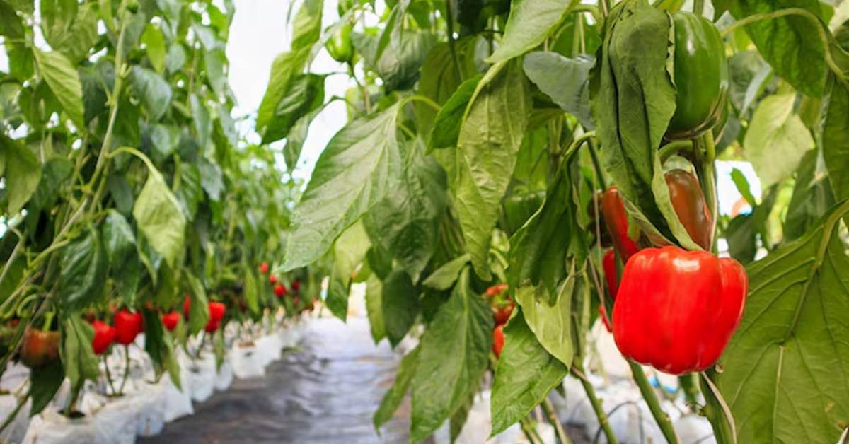 Peppers Grow Bags