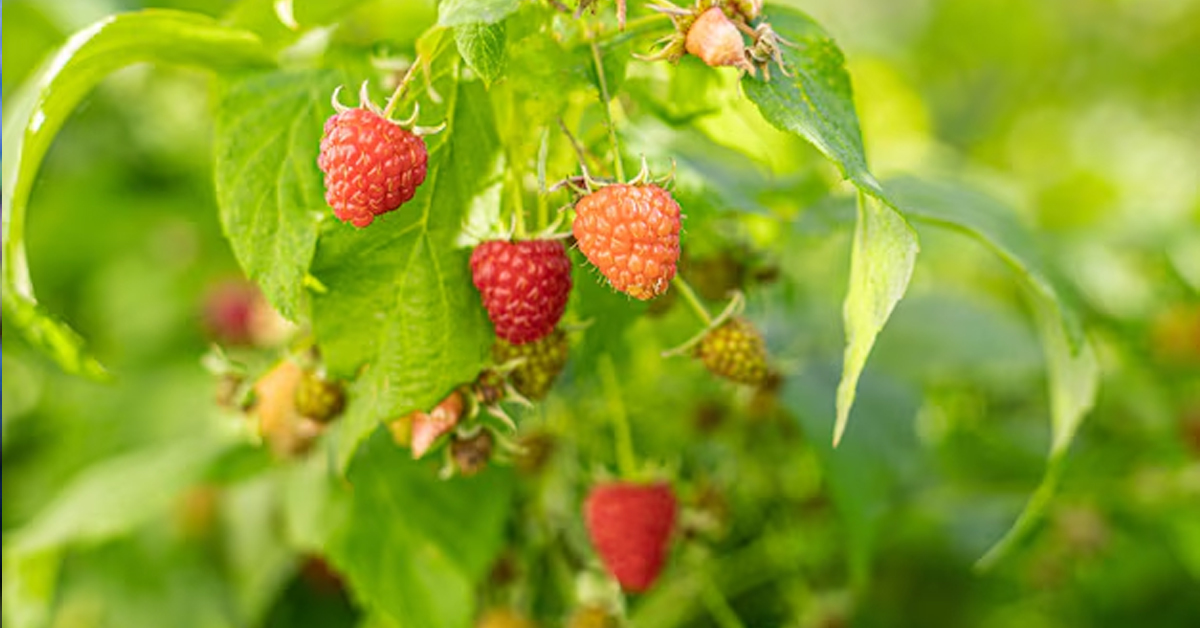 Raspberries Grow Bags