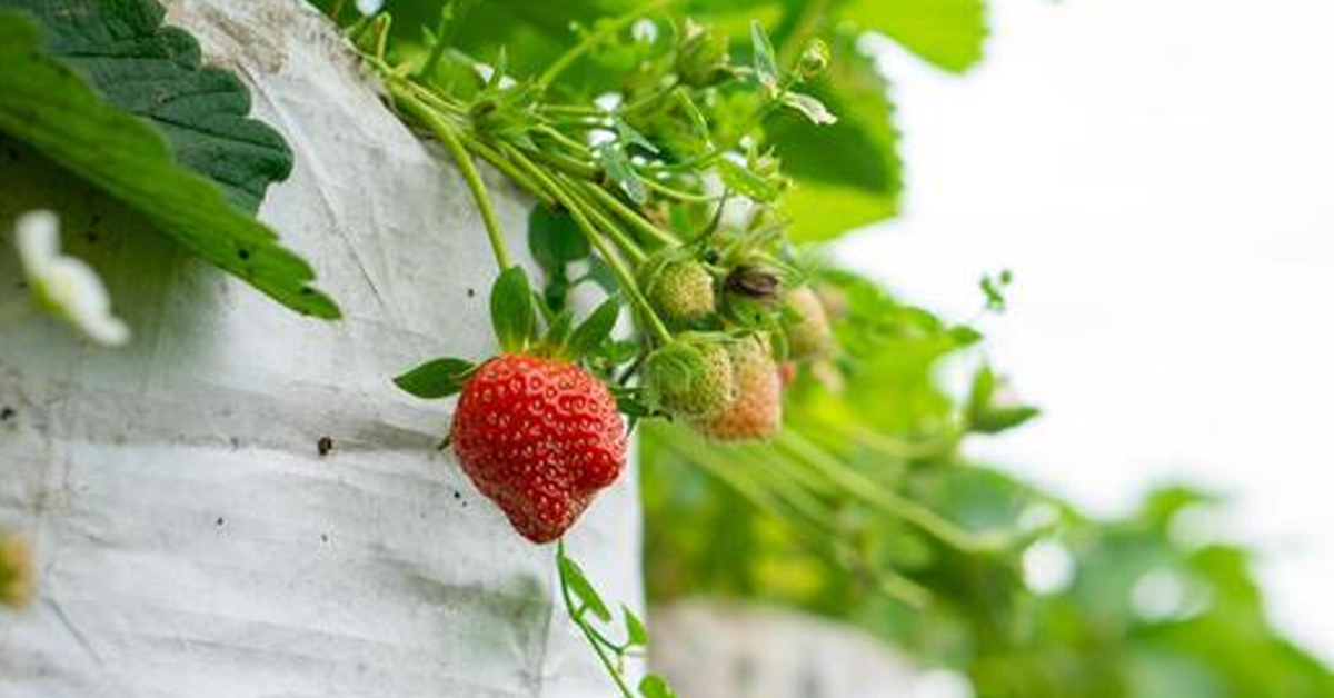 Strawberries Grow Bags