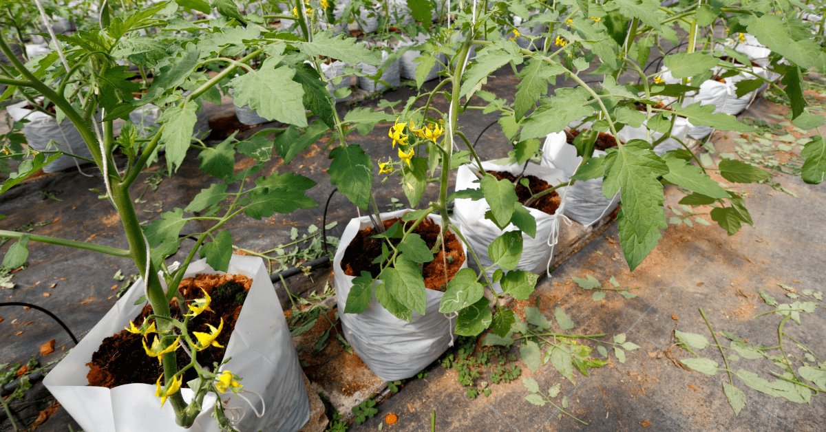 Tomatoes Grow Bags