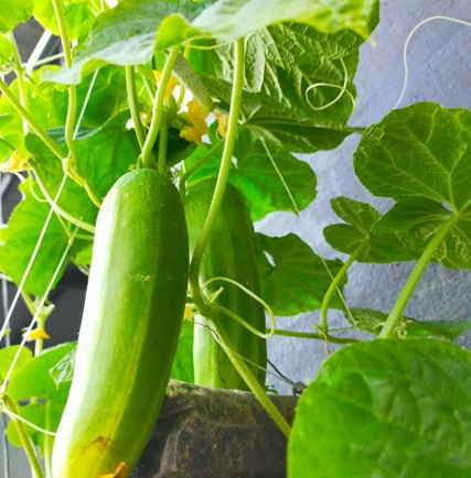 Cucumber Grow Bag