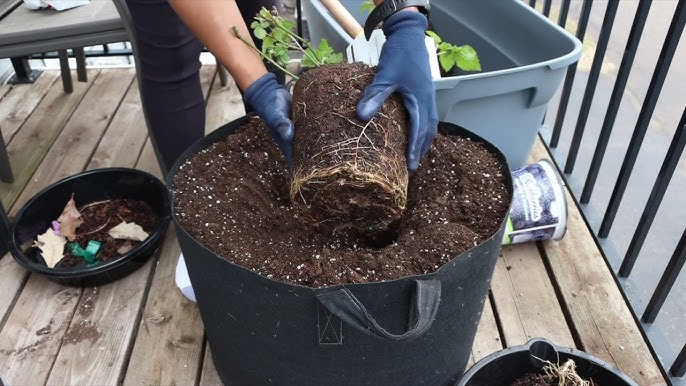 BlackBerry 27L EasyFil Planter Bag