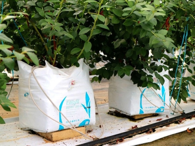 Blueberry 27L EasyFil Planter Bag