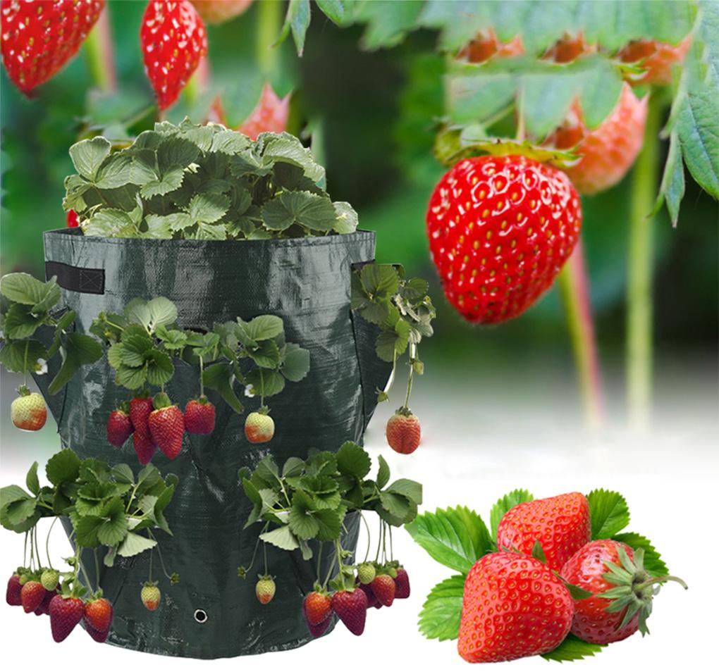 Strawberry 16L Grow Bag