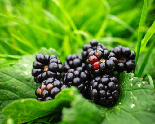 Blackberry Farming