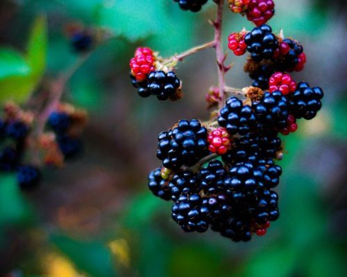 Blackberry Farming