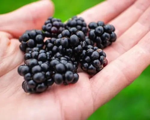 Blackberries